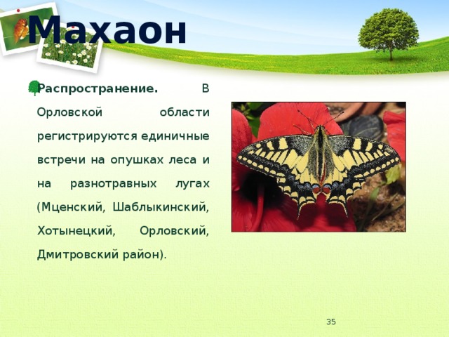 Махаон Распространение. В Орловской области регистрируются единичные встречи на опушках леса и на разнотравных лугах (Мценский, Шаблыкинский, Хотынецкий, Орловский, Дмитровский район).  