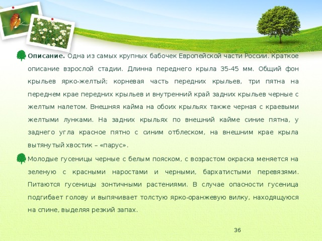 Описание. Одна из самых крупных бабочек Европейской части России. Краткое описание взрослой стадии. Длинна переднего крыла 35-45 мм. Общий фон крыльев ярко-желтый; корневая часть передних крыльев, три пятна на переднем крае передних крыльев и внутренний край задних крыльев черные с желтым налетом. Внешняя кайма на обоих крыльях также черная с краевыми желтыми лунками. На задних крыльях по внешний кайме синие пятна, у заднего угла красное пятно с синим отблеском, на внешним крае крыла вытянутый хвостик – «парус». Молодые гусеницы черные с белым пояском, с возрастом окраска меняется на зеленую с красными наростами и черными, бархатистыми перевязями. Питаются гусеницы зонтичными растениями. В случае опасности гусеница подгибает голову и выпячивает толстую ярко-оранжевую вилку, находящуюся на спине, выделяя резкий запах.  