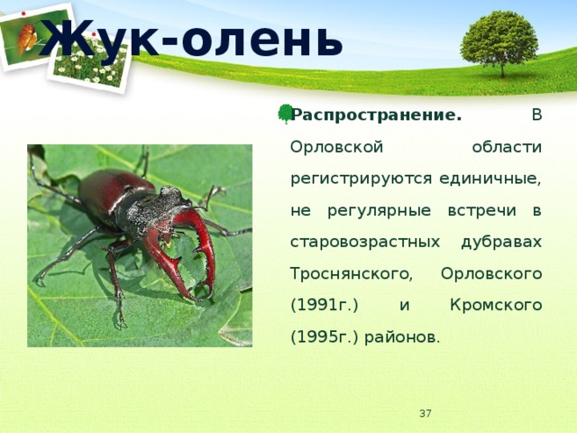 Жук-олень Распространение. В Орловской области регистрируются единичные, не регулярные встречи в старовозрастных дубравах Троснянского, Орловского (1991г.) и Кромского (1995г.) районов.  