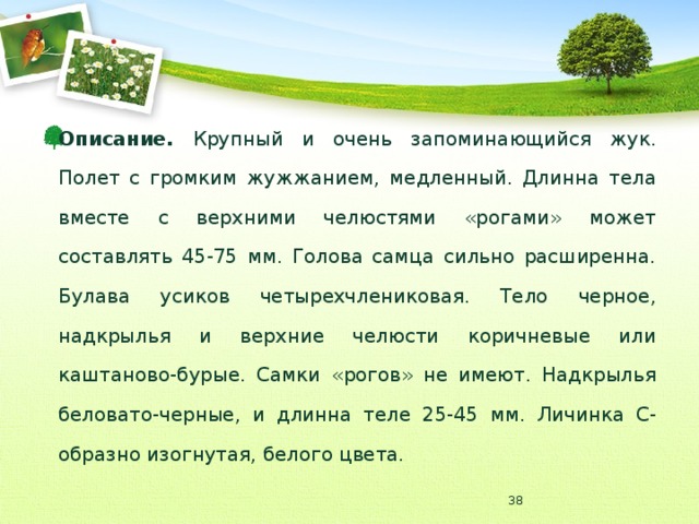 Описание. Крупный и очень запоминающийся жук. Полет с громким жужжанием, медленный. Длинна тела вместе с верхними челюстями «рогами» может составлять 45-75 мм. Голова самца сильно расширенна. Булава усиков четырехчлениковая. Тело черное, надкрылья и верхние челюсти коричневые или каштаново-бурые. Самки «рогов» не имеют. Надкрылья беловато-черные, и длинна теле 25-45 мм. Личинка С-образно изогнутая, белого цвета.  