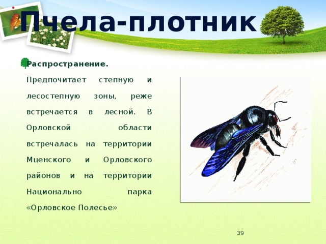 Пчела-плотник Распространение. Предпочитает степную и лесостепную зоны, реже встречается в лесной. В Орловской области встречалась на территории Мценского и Орловского районов и на территории Национально парка «Орловское Полесье»  