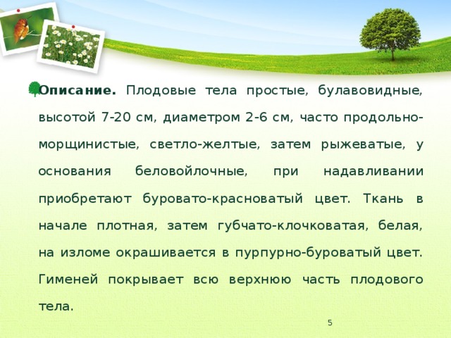Описание. Плодовые тела простые, булавовидные, высотой 7-20 см, диаметром 2-6 см, часто продольно-морщинистые, светло-желтые, затем рыжеватые, у основания беловойлочные, при надавливании приобретают буровато-красноватый цвет. Ткань в начале плотная, затем губчато-клочковатая, белая, на изломе окрашивается в пурпурно-буроватый цвет. Гименей покрывает всю верхнюю часть плодового тела.  