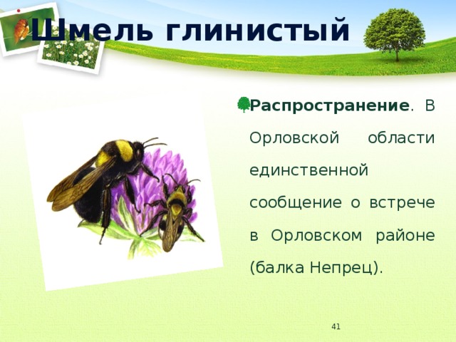 Шмель глинистый Распространение . В Орловской области единственной сообщение о встрече в Орловском районе (балка Непрец).  