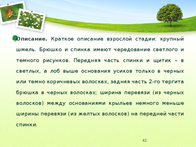 Описание. Краткое описание взрослой стадии: крупный шмель. Брюшко и спинка имеют чередование светлого и темного рисунков. Передняя часть спинки и щитик – в светлых, а лоб выше основания усиков только в черных или темно коричневых волосках, задняя часть 2-го тергита брюшка в черных волосках; ширина перевязи (из черных волосков) между основаниями крыльев немного меньше ширины перевязи (из желтых волосков) на передней части спинки.  