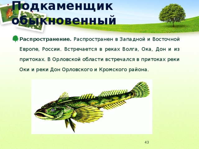 Подкаменщик обыкновенный Распространение. Распространен в Западной и Восточной Европе, России. Встречается в реках Волга, Ока, Дон и из притоках. В Орловской области встречался в притоках реки Оки и реки Дон Орловского и Кромского района.  
