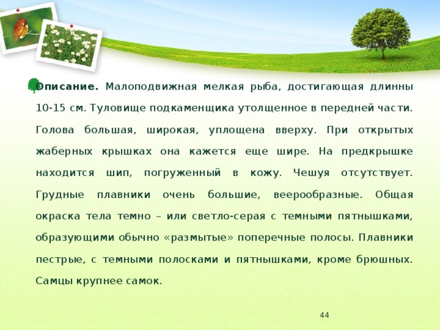 Описание. Малоподвижная мелкая рыба, достигающая длинны 10-15 см. Туловище подкаменщика утолщенное в передней части. Голова большая, широкая, уплощена вверху. При открытых жаберных крышках она кажется еще шире. На предкрышке находится шип, погруженный в кожу. Чешуя отсутствует. Грудные плавники очень большие, веерообразные. Общая окраска тела темно – или светло-серая с темными пятнышками, образующими обычно «размытые» поперечные полосы. Плавники пестрые, с темными полосками и пятнышками, кроме брюшных. Самцы крупнее самок.  