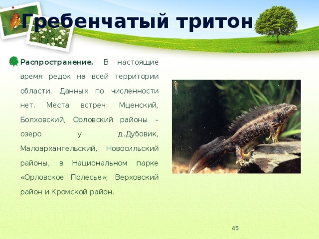 Гребенчатый тритон Распространение. В настоящие время редок на всей территории области. Данных по численности нет. Места встреч: Мценский, Болховский, Орловский районы – озеро у д.Дубовик, Малоархангельский, Новосильский районы, в Национальном парке «Орловское Полесье»; Верховский район и Кромской район.  