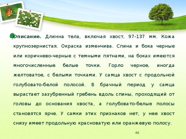 Описание. Длинна тела, включая хвост, 97-137 мм. Кожа крупнозернистая. Окраска изменчива. Спина и бока черные или коричнево-черные с темными пятнами, на боках имеются многочисленные белые точки. Горло черное, иногда желтоватое, с белыми точками. У самца хвост с продольной голубовато-белой полосой. В брачный период у самца вырастает зазубренный гребень вдоль спины, проходящий от головы до основания хвоста, а голубовато-белые полосы становятся ярче. У самки этих признаков нет, у нее хвост снизу имеет продольную красноватую или оранжевую полосу.  