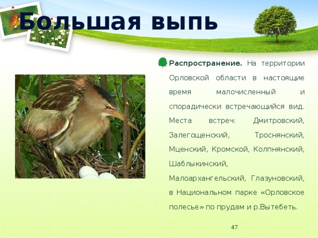 Большая выпь Распространение. На территории Орловской области в настоящие время малочисленный и спорадически встречающийся вид. Места встреч: Дмитровский, Залегощенский, Троснянский, Мценский, Кромской, Колпнянский, Шаблыкинский, Малоархангельский, Глазуновский, в Национальном парке «Орловское полесье» по прудам и р.Вытебеть.  