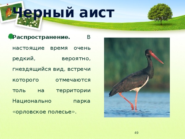 Черный аист Распространение. В настоящие время очень редкий, вероятно, гнездящийся вид, встречи которого отмечаются толь на территории Национально парка «орловское полесье».  