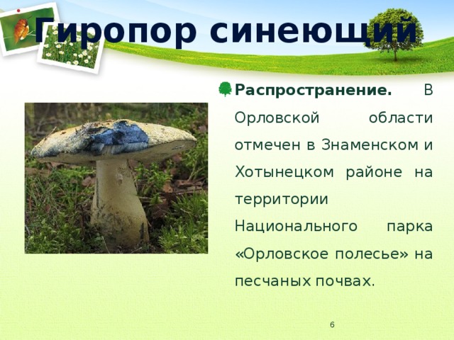 Гиропор синеющий Распространение. В Орловской области отмечен в Знаменском и Хотынецком районе на территории Национального парка «Орловское полесье» на песчаных почвах.  