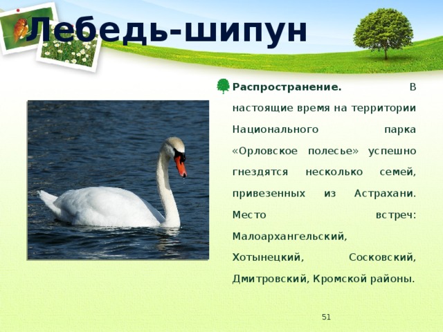 Лебедь-шипун Распространение. В настоящие время на территории Национального парка «Орловское полесье» успешно гнездятся несколько семей, привезенных из Астрахани. Место встреч: Малоархангельский, Хотынецкий, Сосковский, Дмитровский, Кромской районы.  