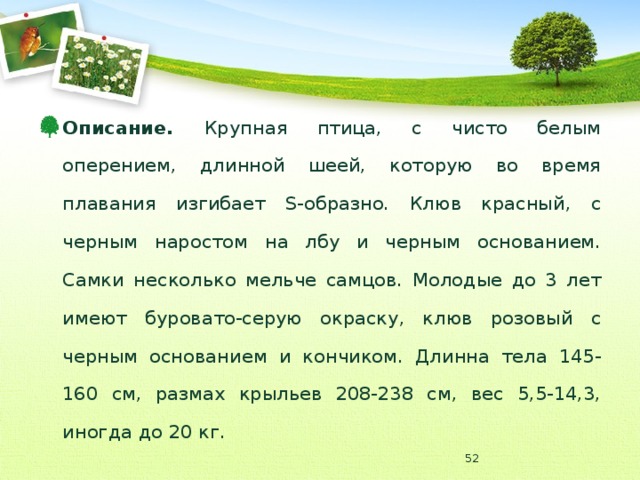 Описание. Крупная птица, с чисто белым оперением, длинной шеей, которую во время плавания изгибает S-образно. Клюв красный, с черным наростом на лбу и черным основанием. Самки несколько мельче самцов. Молодые до 3 лет имеют буровато-серую окраску, клюв розовый с черным основанием и кончиком. Длинна тела 145-160 см, размах крыльев 208-238 см, вес 5,5-14,3, иногда до 20 кг.  