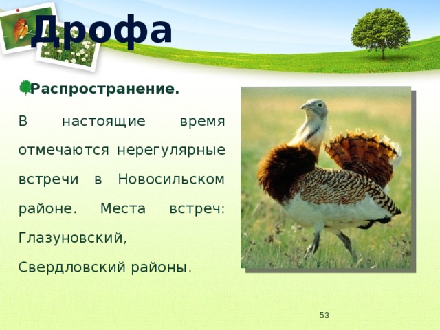Дрофа Распространение. В настоящие время отмечаются нерегулярные встречи в Новосильском районе. Места встреч: Глазуновский, Свердловский районы.  