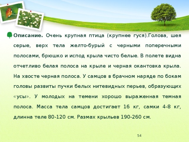 Описание. Очень крупная птица (крупнее гуся).Голова, шея серые, верх тела желто-бурый с черными поперечными полосами, брюшко и испод крыла чисто белые. В полете видна отчетливо белая полоса на крыле и черная окантовка крыла. На хвосте черная полоса. У самцов в брачном наряде по бокам головы развиты пучки белых нитевидных перьев, образующих «усы». У молодых на темени хорошо выраженная темная полоса. Масса тела самцов достигает 16 кг, самки 4-8 кг, длинна теле 80-120 см. Размах крыльев 190-260 см.  