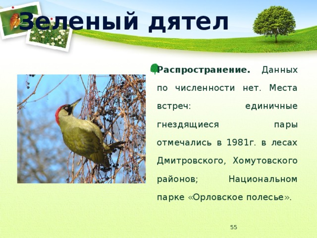 Зеленый дятел Распространение. Данных по численности нет. Места встреч: единичные гнездящиеся пары отмечались в 1981г. в лесах Дмитровского, Хомутовского районов; Национальном парке «Орловское полесье».  