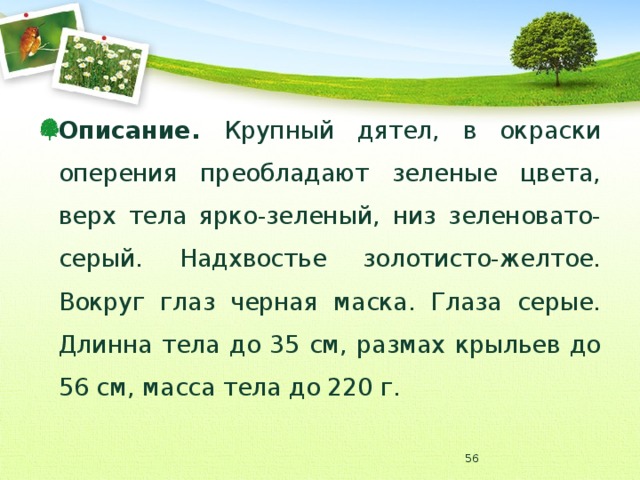 Описание. Крупный дятел, в окраски оперения преобладают зеленые цвета, верх тела ярко-зеленый, низ зеленовато-серый. Надхвостье золотисто-желтое. Вокруг глаз черная маска. Глаза серые. Длинна тела до 35 см, размах крыльев до 56 см, масса тела до 220 г.  