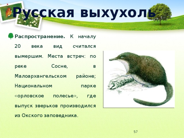 Русская выхухоль Распространение. К началу 20 века вид считался вымершим. Места встреч: по реке Сосне, в Малоархангельском районе; Национальном парке «орловское полесье», где выпуск зверьков производился из Окского заповедника.  