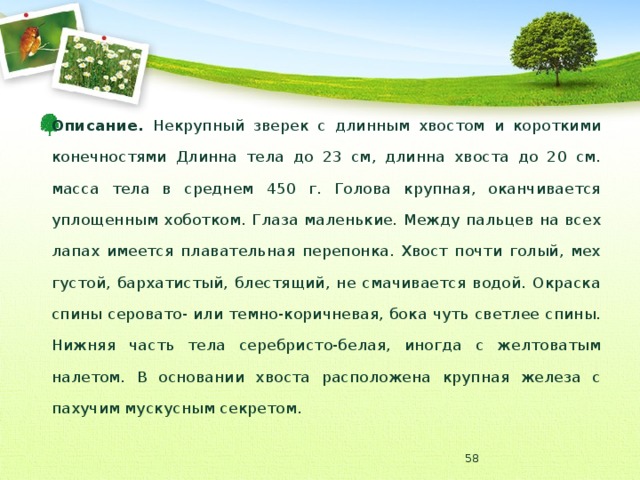 Описание. Некрупный зверек с длинным хвостом и короткими конечностями Длинна тела до 23 см, длинна хвоста до 20 см. масса тела в среднем 450 г. Голова крупная, оканчивается уплощенным хоботком. Глаза маленькие. Между пальцев на всех лапах имеется плавательная перепонка. Хвост почти голый, мех густой, бархатистый, блестящий, не смачивается водой. Окраска спины серовато- или темно-коричневая, бока чуть светлее спины. Нижняя часть тела серебристо-белая, иногда с желтоватым налетом. В основании хвоста расположена крупная железа с пахучим мускусным секретом.  