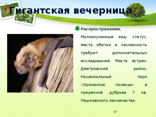 Гигантская вечерница Распространение. Малоизученный вид; статус, места обитая и численность требуют дополнительных исследований. Места встреч: Дмитровский район, Национальный парк «Орловское полесье» в приречной дубраве 7 кв. Пешковского лесничества.  