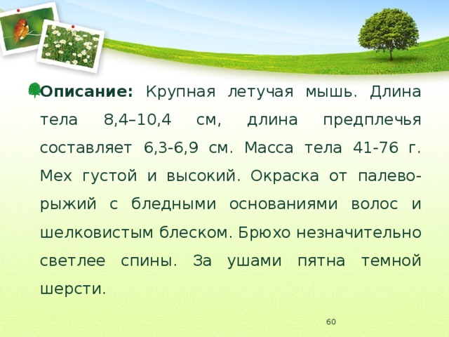 Описание: Крупная летучая мышь. Длина тела 8,4–10,4 см, длина предплечья составляет 6,3-6,9 см. Масса тела 41-76 г. Мех густой и высокий. Окраска от палево-рыжий с бледными основаниями волос и шелковистым блеском. Брюхо незначительно светлее спины. За ушами пятна темной шерсти.  