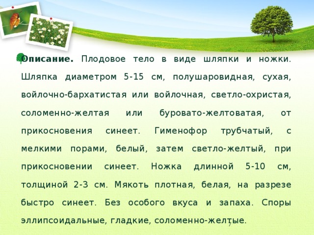 Описание. Плодовое тело в виде шляпки и ножки. Шляпка диаметром 5-15 см, полушаровидная, сухая, войлочно-бархатистая или войлочная, светло-охристая, соломенно-желтая или буровато-желтоватая, от прикосновения синеет. Гименофор трубчатый, с мелкими порами, белый, затем светло-желтый, при прикосновении синеет. Ножка длинной 5-10 см, толщиной 2-3 см. Мякоть плотная, белая, на разрезе быстро синеет. Без особого вкуса и запаха. Споры эллипсоидальные, гладкие, соломенно-желтые.  