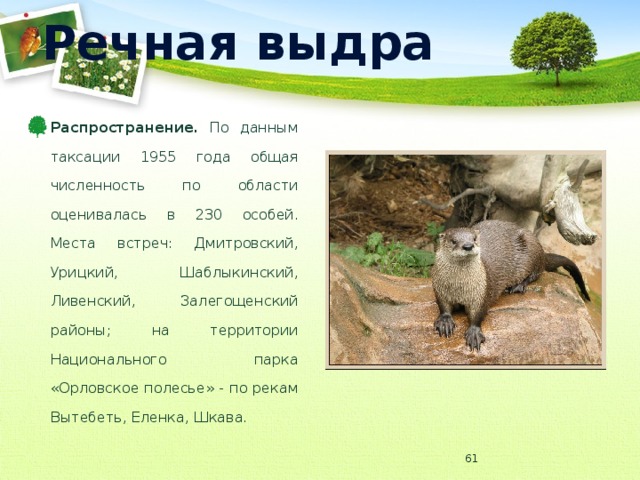 Речная выдра Распространение. По данным таксации 1955 года общая численность по области оценивалась в 230 особей. Места встреч: Дмитровский, Урицкий, Шаблыкинский, Ливенский, Залегощенский районы; на территории Национального парка «Орловское полесье» - по рекам Вытебеть, Еленка, Шкава.  
