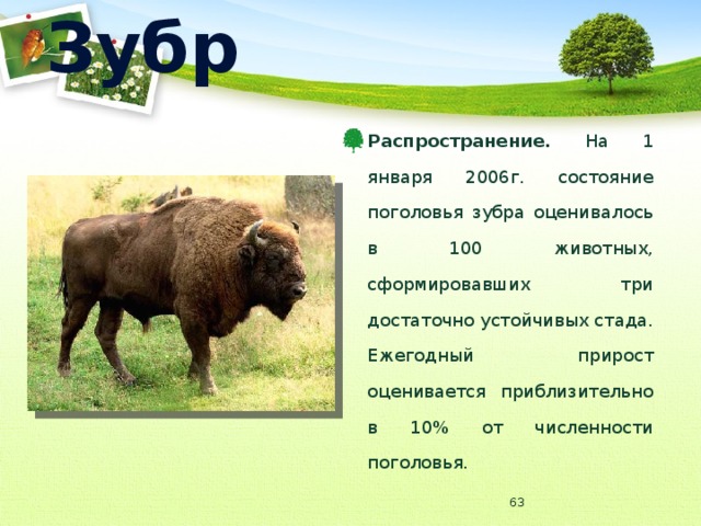 Зубр Распространение. На 1 января 2006г. состояние поголовья зубра оценивалось в 100 животных, сформировавших три достаточно устойчивых стада. Ежегодный прирост оценивается приблизительно в 10% от численности поголовья.  
