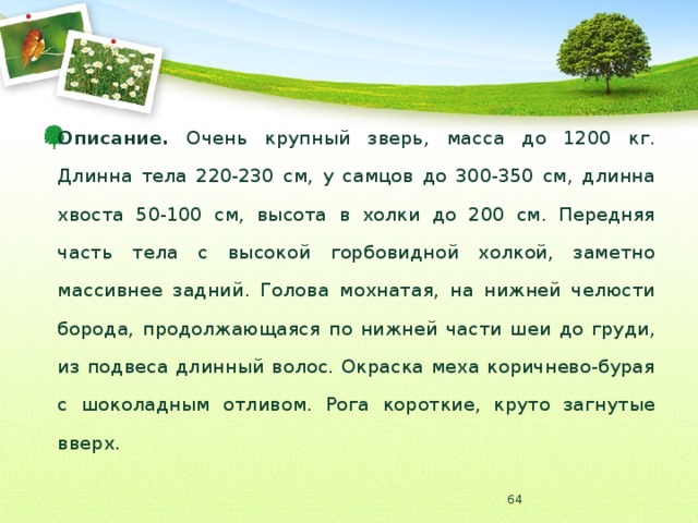 Описание. Очень крупный зверь, масса до 1200 кг. Длинна тела 220-230 см, у самцов до 300-350 см, длинна хвоста 50-100 см, высота в холки до 200 см. Передняя часть тела с высокой горбовидной холкой, заметно массивнее задний. Голова мохнатая, на нижней челюсти борода, продолжающаяся по нижней части шеи до груди, из подвеса длинный волос. Окраска меха коричнево-бурая с шоколадным отливом. Рога короткие, круто загнутые вверх.  