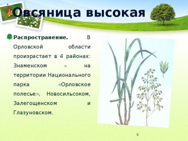 Овсяница высокая Распространение. В Орловской области произрастает в 4 районах: Знаменском – на территории Национального парка «Орловское полесье», Новосильсоком, Залегощенском и Глазуновском.  