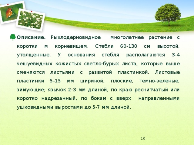 Описание. Рыхлодерновидное многолетнее растение с коротки м корневищем. Стебли 60-130 см высотой, утолщенные. У основания стебля располагаются 3-4 чешуевидных кожистых светло-бурых листа, которые выше сменяются листьями с развитой пластинкой. Листовые пластинки 5-15 мм шириной, плоские, темно-зеленые, зимующие; язычок 2-3 мм длиной, по краю реснитчатый или коротко надрезанный, по бокам с вверх направленными ушковидными выростами до 5-7 мм длиной.  