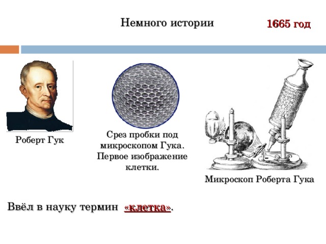 Немного истории 1665 год Срез пробки под микроскопом Гука. Первое изображение клетки. Роберт Гук Микроскоп Роберта Гука Ввёл в науку термин «клетка» . 