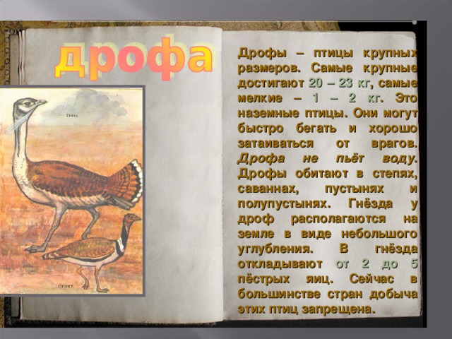 Дрофы – птицы крупных размеров. Самые крупные достигают 20 – 23 кг , самые мелкие – 1 – 2 кг . Это наземные птицы. Они могут быстро бегать и хорошо затаиваться от врагов. Дрофа не пьёт воду . Дрофы обитают в степях, саваннах, пустынях и полупустынях. Гнёзда у дроф располагаются на земле в виде небольшого углубления. В гнёзда откладывают от 2 до 5 пёстрых яиц. Сейчас в большинстве стран добыча этих птиц запрещена. 