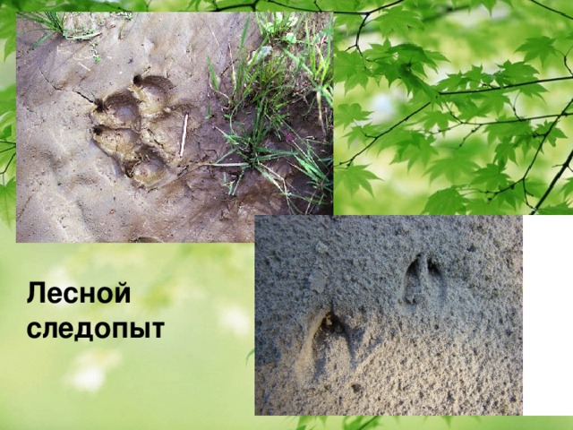  Лесной следопыт 