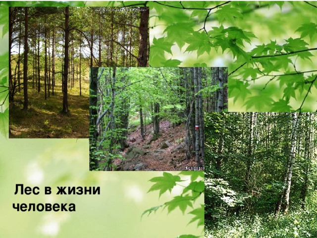  Лес в жизни человека 
