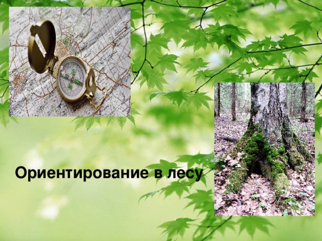  Ориентирование в лесу 
