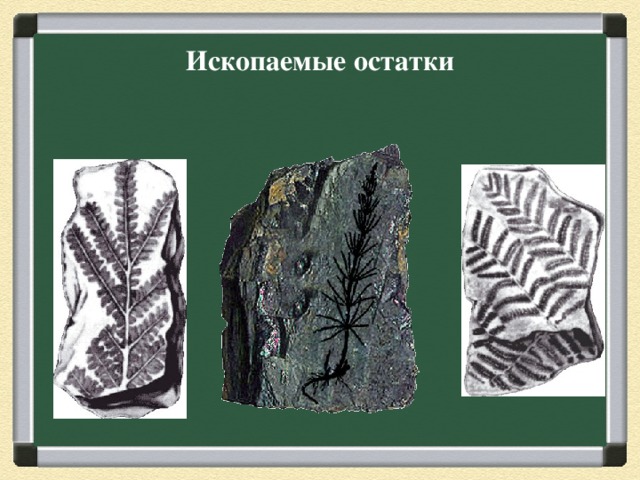 Ископаемые остатки 