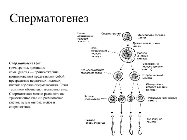Сперматогенез Сперматогенез  (от греч. sperma, spermatos — семя, genesis — происхождение, возникновение) представляет собой превращение первичных половых клеток в зрелые сперматозоиды. Этим термином обозначают и спермиогенез. Сперматогенез можно разделить на три основные стадии: размножение клеток путем митоза, мейоз и спермиогенез. 