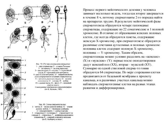 Процесс первого мейотического деления у человека занимает несколько недель, тогда как второе завершается в течение 8 ч, поэтому сперматоциты 2-го порядка найти на препаратах трудно. В результате мейотической фазы сперматогенеза образуются четыре гаплоидные сперматиды, содержащие по 22 соматические и 1 половой хромосоме. В отличие от образования женских половых клеток, где всегда образуются гаметы, содержащие женскую Х-хромосому, при сперматогенезе образуются различные сочетания аутосомных и половых хромосом: половина клеток содержит половую Х-хромосому, половина — Y-хромосому. Таким образом, сперматозоиды можно условно разделить на «женские» (X) и «мужские» (Y): первые после оплодотворения дадут женский пол (XX), вторые - мужской (XY). Суммарно из одной стволовой сперма-то гонии образуются 64 сперматиды. По мере созревания клетки продвигаются от базальной мембраны к просвету канальца, и в различных участках канальца можно наблюдать сперматогенные клетки на разных этапах развития и дифференцировки. 