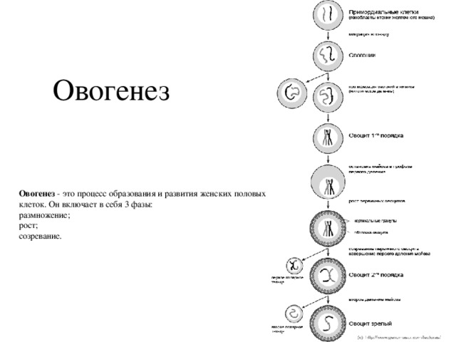 Овогенез Овогенез  - это процесс образования и развития женских половых клеток. Он включает в себя 3 фазы: размножение; рост; созревание. 