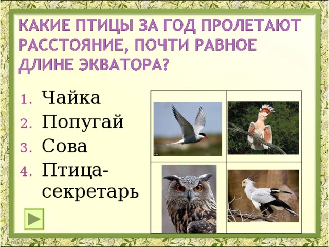 Чайка Попугай Сова Птица-секретарь 