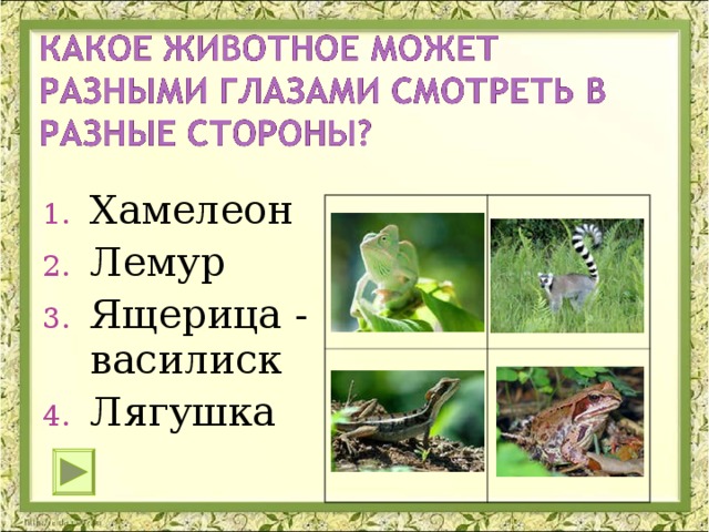 Хамелеон Лемур Ящерица - василиск Лягушка 