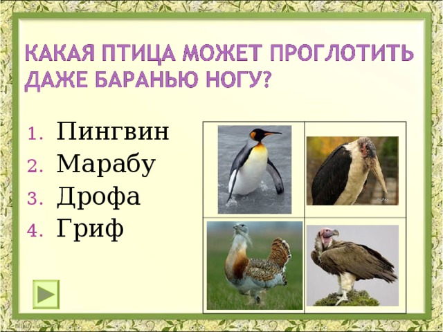 Пингвин Марабу Дрофа Гриф 