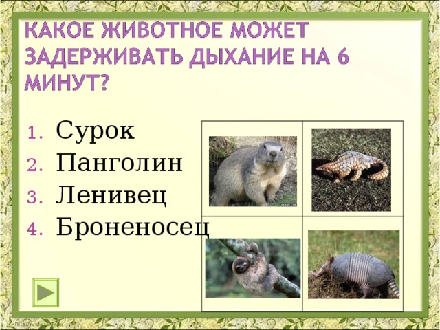 Сурок Панголин Ленивец Броненосец 