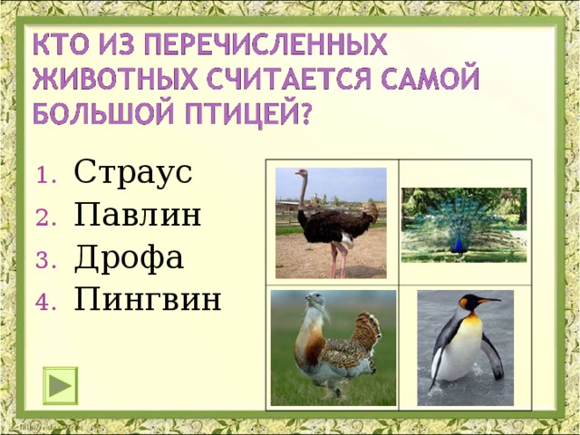 Страус Павлин Дрофа Пингвин 