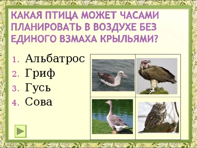 Альбатрос Гриф Гусь Сова 