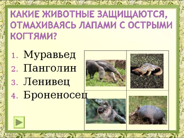 Муравьед Панголин Ленивец Броненосец 
