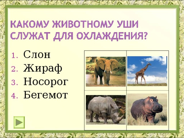 Слон Жираф Носорог Бегемот 