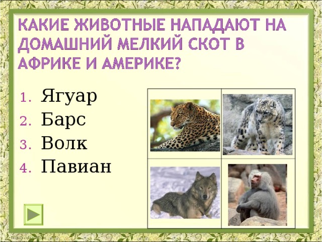 Ягуар Барс Волк Павиан 