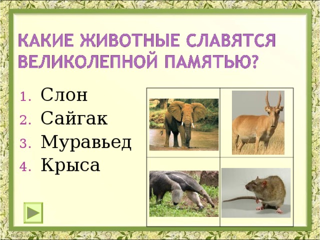 Слон Сайгак Муравьед Крыса 